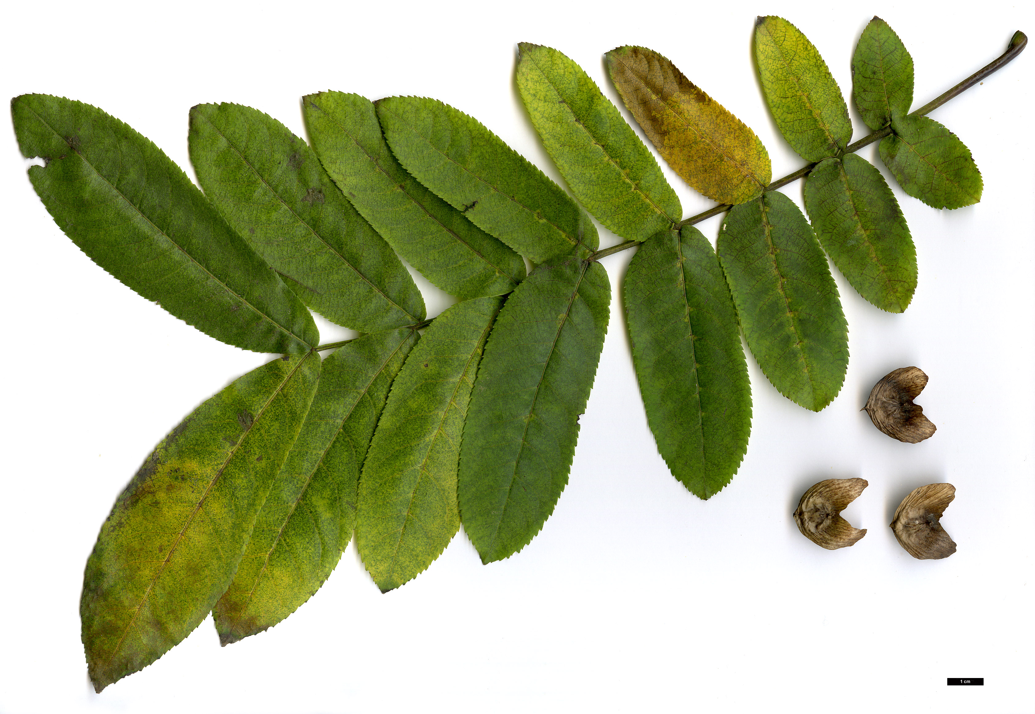 High resolution image: Family: Juglandaceae - Genus: Pterocarya - Taxon: ×rehderiana (P.fraxinifolia × P.stenoptera)